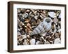 Common Wentletrap Shell on Beach, Belgium-Philippe Clement-Framed Photographic Print