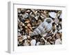 Common Wentletrap Shell on Beach, Belgium-Philippe Clement-Framed Photographic Print