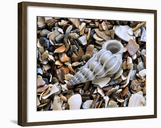 Common Wentletrap Shell on Beach, Belgium-Philippe Clement-Framed Photographic Print