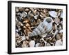 Common Wentletrap Shell on Beach, Belgium-Philippe Clement-Framed Photographic Print