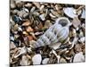 Common Wentletrap Shell on Beach, Belgium-Philippe Clement-Mounted Photographic Print