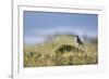 common wheatear, Oenanthe oenanthe, juvenil-olbor-Framed Photographic Print