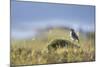 common wheatear, Oenanthe oenanthe, juvenil-olbor-Mounted Photographic Print