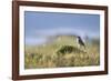 common wheatear, Oenanthe oenanthe, juvenil-olbor-Framed Photographic Print