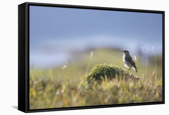 common wheatear, Oenanthe oenanthe, juvenil-olbor-Framed Stretched Canvas