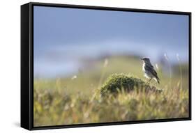 common wheatear, Oenanthe oenanthe, juvenil-olbor-Framed Stretched Canvas