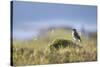 common wheatear, Oenanthe oenanthe, juvenil-olbor-Stretched Canvas