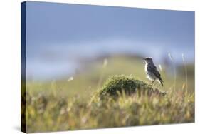 common wheatear, Oenanthe oenanthe, juvenil-olbor-Stretched Canvas