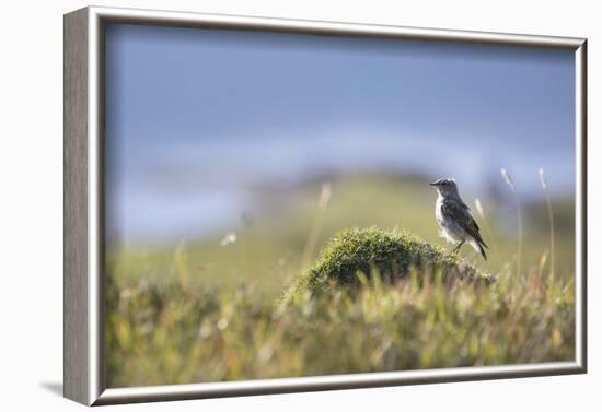 common wheatear, Oenanthe oenanthe, juvenil-olbor-Framed Photographic Print