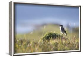 common wheatear, Oenanthe oenanthe, juvenil-olbor-Framed Photographic Print