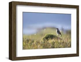 common wheatear, Oenanthe oenanthe, juvenil-olbor-Framed Photographic Print