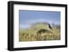 common wheatear, Oenanthe oenanthe, juvenil-olbor-Framed Photographic Print