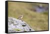 common wheatear, Oenanthe oenanthe-olbor-Framed Stretched Canvas