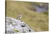common wheatear, Oenanthe oenanthe-olbor-Stretched Canvas