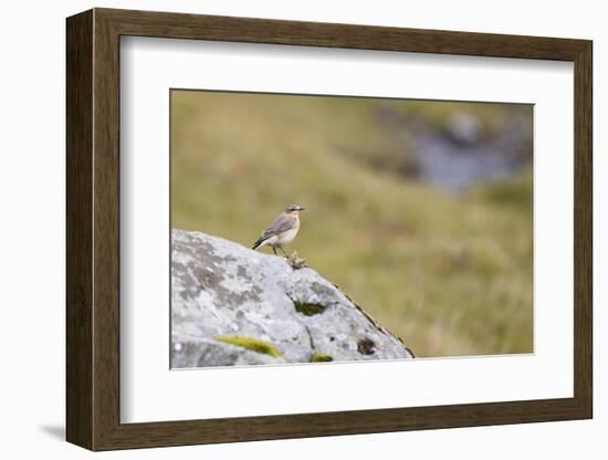 common wheatear, Oenanthe oenanthe-olbor-Framed Photographic Print