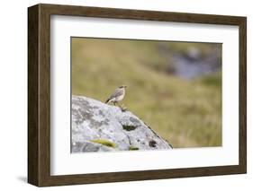 common wheatear, Oenanthe oenanthe-olbor-Framed Photographic Print