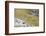 common wheatear, Oenanthe oenanthe-olbor-Framed Photographic Print