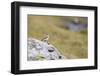 common wheatear, Oenanthe oenanthe-olbor-Framed Photographic Print