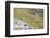 common wheatear, Oenanthe oenanthe-olbor-Framed Photographic Print