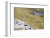 common wheatear, Oenanthe oenanthe-olbor-Framed Photographic Print