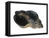 Common Whelk from the North Sea, Shell Showing Aperture, Belgium-Philippe Clement-Framed Stretched Canvas