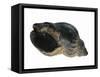 Common Whelk from the North Sea, Shell Showing Aperture, Belgium-Philippe Clement-Framed Stretched Canvas