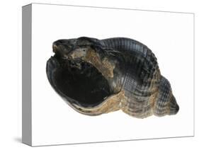 Common Whelk from the North Sea, Shell Showing Aperture, Belgium-Philippe Clement-Stretched Canvas
