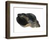 Common Whelk from the North Sea, Shell Showing Aperture, Belgium-Philippe Clement-Framed Photographic Print