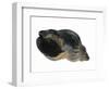 Common Whelk from the North Sea, Shell Showing Aperture, Belgium-Philippe Clement-Framed Photographic Print