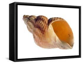 Common Whelk Shell Showing Aperture, Normandy, France-Philippe Clement-Framed Stretched Canvas