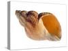 Common Whelk Shell Showing Aperture, Normandy, France-Philippe Clement-Stretched Canvas