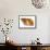 Common Whelk Shell Showing Aperture, Normandy, France-Philippe Clement-Framed Stretched Canvas displayed on a wall