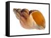 Common Whelk Shell Showing Aperture, Normandy, France-Philippe Clement-Framed Stretched Canvas