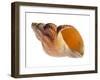 Common Whelk Shell Showing Aperture, Normandy, France-Philippe Clement-Framed Photographic Print