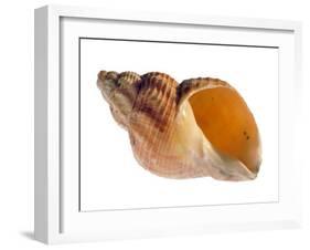 Common Whelk Shell Showing Aperture, Normandy, France-Philippe Clement-Framed Photographic Print