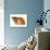 Common Whelk Shell Showing Aperture, Normandy, France-Philippe Clement-Photographic Print displayed on a wall