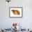 Common Whelk Shell Showing Aperture, Normandy, France-Philippe Clement-Framed Photographic Print displayed on a wall