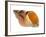 Common Whelk Shell Showing Aperture, Normandy, France-Philippe Clement-Framed Photographic Print