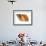 Common Whelk Shell Showing Aperture, Normandy, France-Philippe Clement-Framed Photographic Print displayed on a wall
