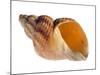 Common Whelk Shell Showing Aperture, Normandy, France-Philippe Clement-Mounted Photographic Print