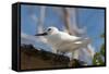 Common White-Tern (Gygis Alba), Denis Island, Seychelles, Indian Ocean, Africa-Sergio Pitamitz-Framed Stretched Canvas