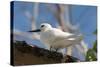 Common White-Tern (Gygis Alba), Denis Island, Seychelles, Indian Ocean, Africa-Sergio Pitamitz-Stretched Canvas