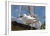 Common White-Tern (Gygis Alba), Denis Island, Seychelles, Indian Ocean, Africa-Sergio Pitamitz-Framed Photographic Print