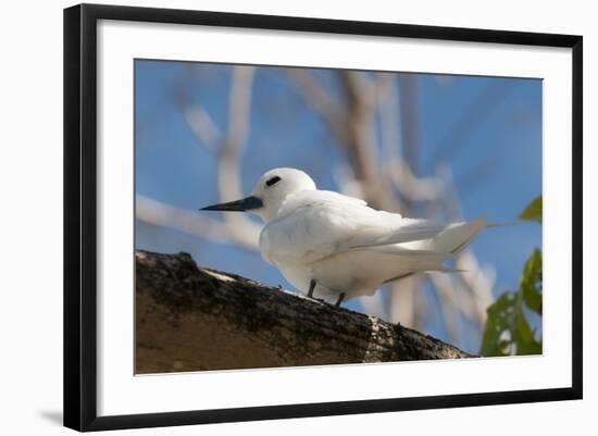 Common White-Tern (Gygis Alba), Denis Island, Seychelles, Indian Ocean, Africa-Sergio Pitamitz-Framed Photographic Print