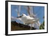 Common White-Tern (Gygis Alba), Denis Island, Seychelles, Indian Ocean, Africa-Sergio Pitamitz-Framed Photographic Print