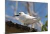 Common White-Tern (Gygis Alba), Denis Island, Seychelles, Indian Ocean, Africa-Sergio Pitamitz-Mounted Photographic Print