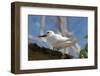 Common White-Tern (Gygis Alba), Denis Island, Seychelles, Indian Ocean, Africa-Sergio Pitamitz-Framed Photographic Print