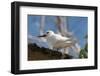 Common White-Tern (Gygis Alba), Denis Island, Seychelles, Indian Ocean, Africa-Sergio Pitamitz-Framed Photographic Print