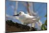 Common White-Tern (Gygis Alba), Denis Island, Seychelles, Indian Ocean, Africa-Sergio Pitamitz-Mounted Photographic Print