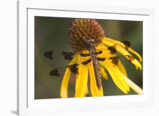 Common Whitetail Female on Yellow Coneflower in Garden Marion Co. Il-Richard ans Susan Day-Framed Photographic Print